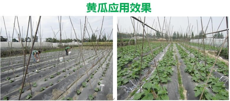 氨基寡糖素 - 植物的免疫衛(wèi)士，根結(jié)線蟲(chóng)的克星