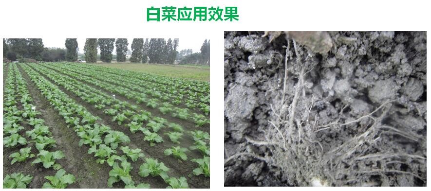 氨基寡糖素 - 植物的免疫衛(wèi)士，根結(jié)線蟲(chóng)的克星