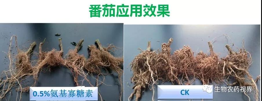 氨基寡糖素 - 植物的免疫衛(wèi)士，根結(jié)線蟲(chóng)的克星