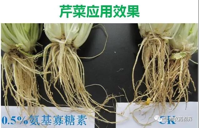 氨基寡糖素 - 植物的免疫衛(wèi)士，根結(jié)線蟲(chóng)的克星