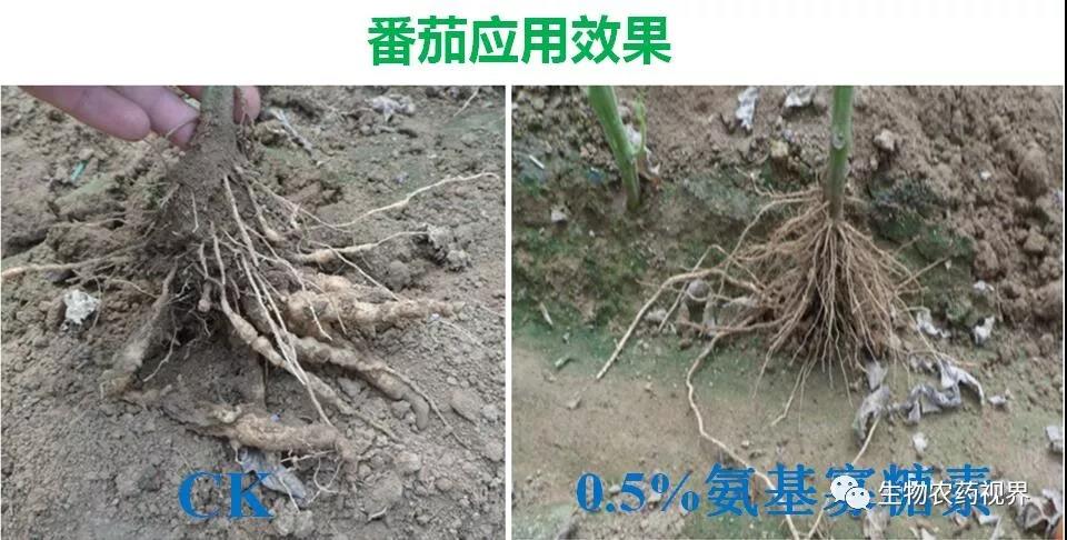 氨基寡糖素 - 植物的免疫衛(wèi)士，根結(jié)線蟲(chóng)的克星