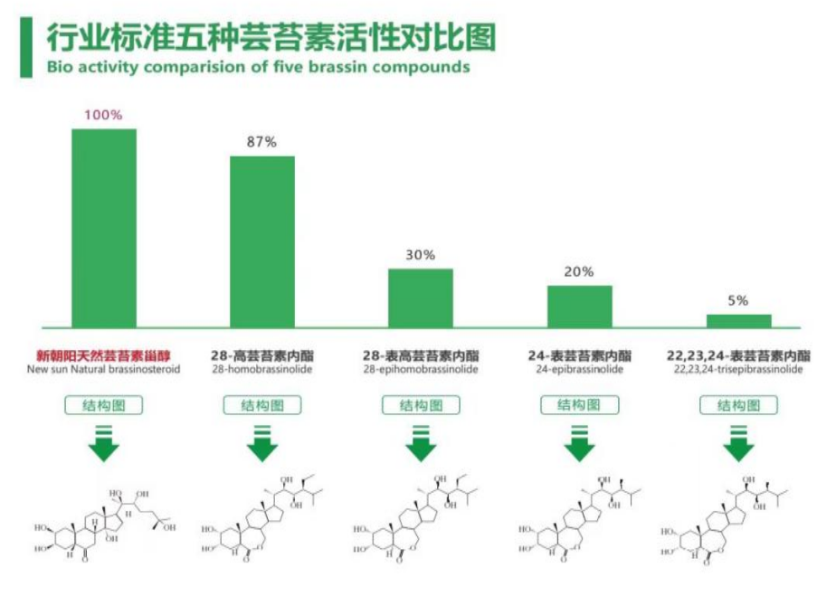 小麥拌種選新朝陽天然蕓苔素，讓小麥高產(chǎn)贏在起跑線上?。ㄐ←溤谑裁磿r候用蕓苔素效果最佳）