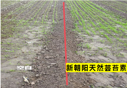 小麥拌種選新朝陽天然蕓苔素，讓小麥高產(chǎn)贏在起跑線上！（小麥在什么時候用蕓苔素效果最佳）