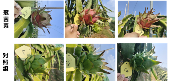 COR對火龍果果品的影響